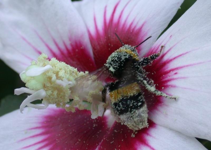 Golosit ....Bombus terrestris